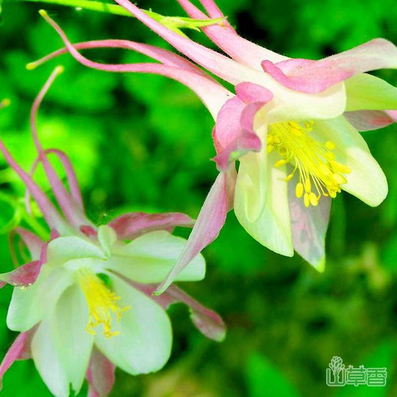 花叶俱美的耧斗菜