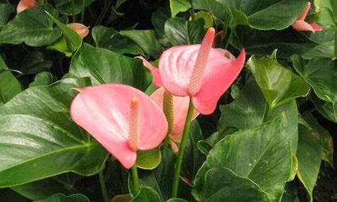 粉掌花语及象征,粉掌怎么养最好/土培/水培均可/方法很关键