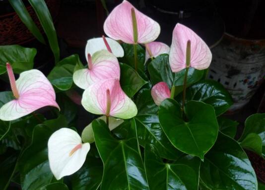 粉掌花语及象征,粉掌怎么养最好/土培/水培均可/方法很关键