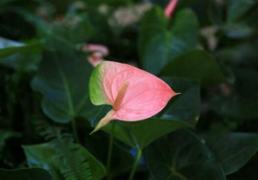 粉掌花语及象征,粉掌怎么养最好/土培/水培均可/方法很关键