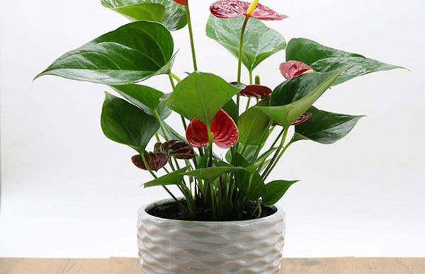 粉掌花颜色不粉怎么办？