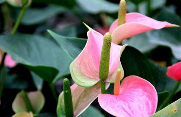 粉掌花颜色不粉怎么办？