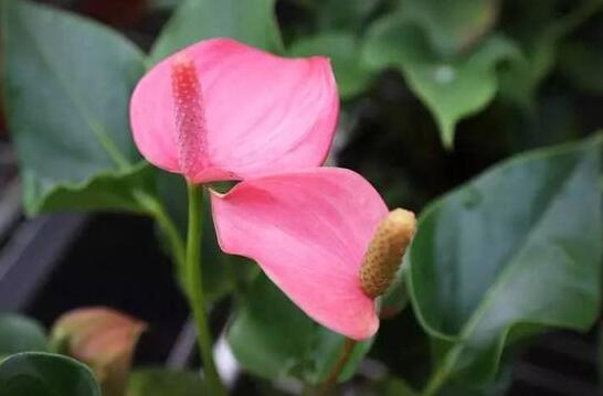 粉掌的花为什么不粉了，三种原因需了解/附应对办法