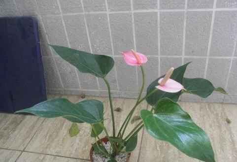 粉掌的花为什么不粉了，三种原因需了解/附应对办法