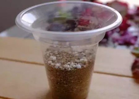 矾根如何繁殖-矾根叶插繁殖方法