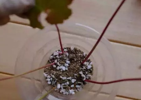 矾根如何繁殖-矾根叶插繁殖方法
