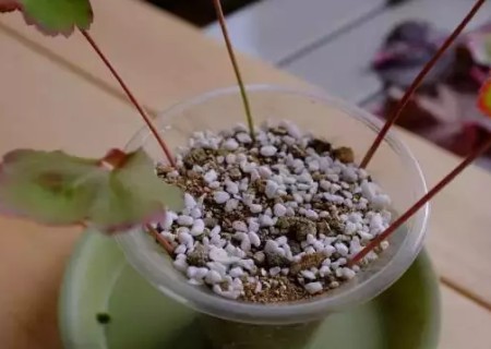 矾根如何繁殖-矾根叶插繁殖方法