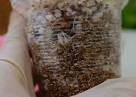 矾根如何繁殖-矾根叶插繁殖方法