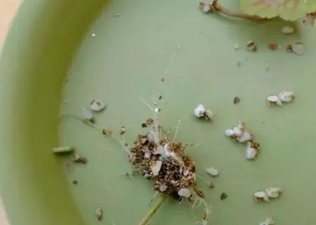 矾根如何繁殖-矾根叶插繁殖方法