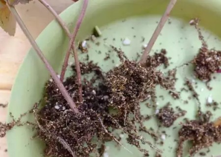 矾根如何繁殖-矾根叶插繁殖方法