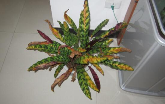 猫眼竹芋叶子发黄怎么办，适宜光照/合理水肥/虫害用药喷