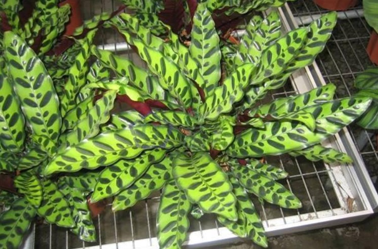 猫眼竹芋有毒吗？养猫眼竹芋有什么好处？