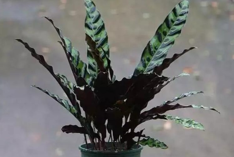 猫眼竹芋有毒吗？养猫眼竹芋有什么好处？