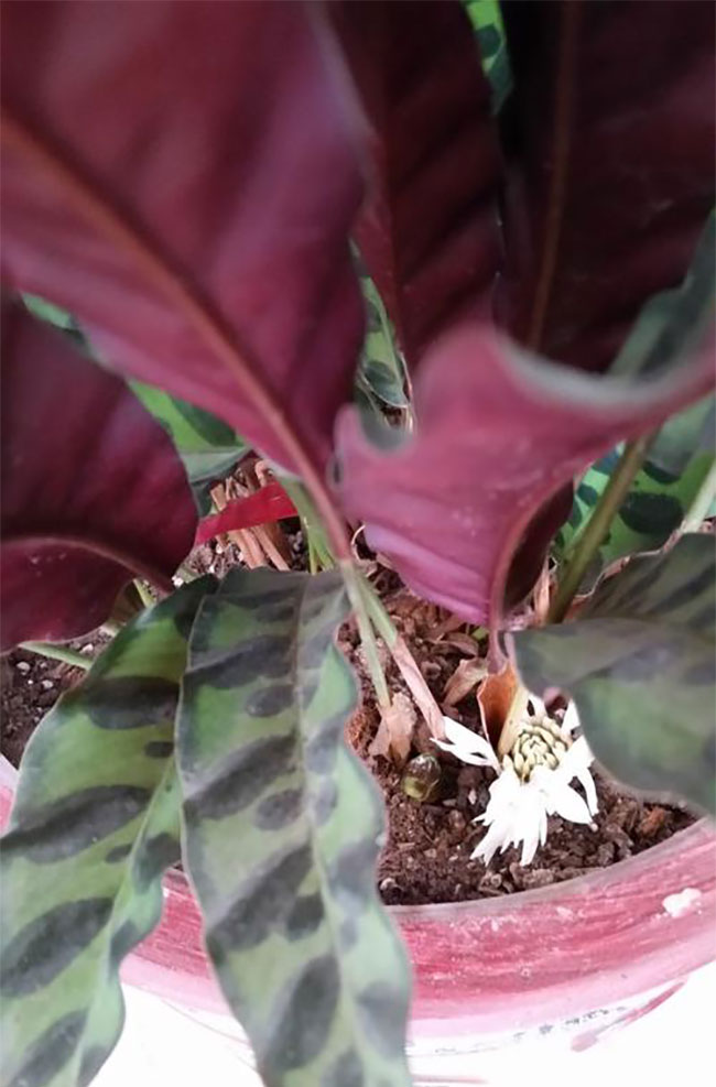 猫眼竹芋开花吗？猫眼竹芋几月开花？