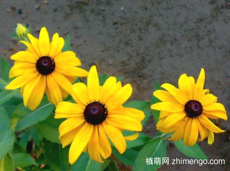 黑心菊怎么种植，黑心菊的繁殖方法