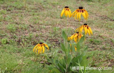 黑心菊怎么种植，黑心菊的繁殖方法