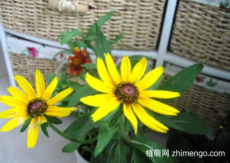 黑心菊怎么种植，黑心菊的繁殖方法