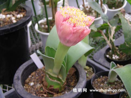 虎耳兰怎么养，5种日常养护方法