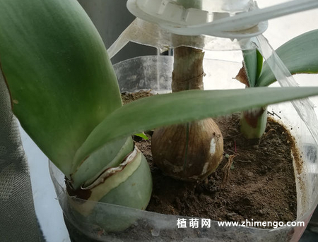 虎耳兰怎么养，5种日常养护方法