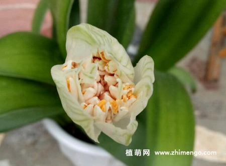 虎耳兰怎么养，5种日常养护方法