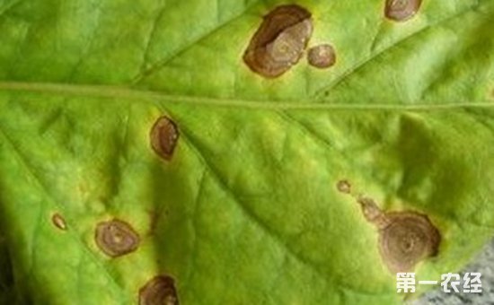 烟草炭疽病危害症状与防治方法