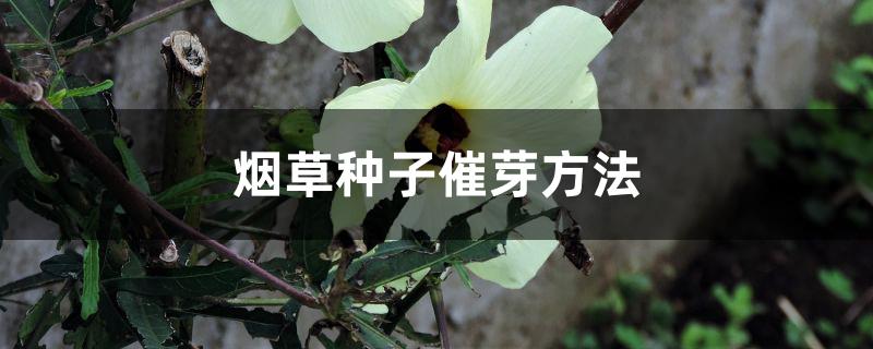 烟草种子催芽方法