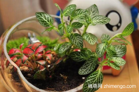 网纹草怎么繁殖，扦插和分株繁殖方法