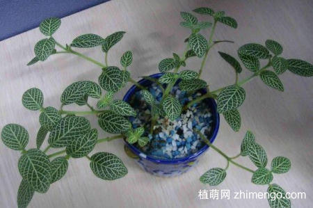 网纹草怎么繁殖，扦插和分株繁殖方法