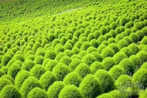 地肤草怎么种？种植方法有哪些？