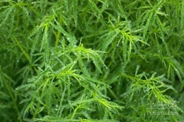 地肤草怎么种？种植方法有哪些？