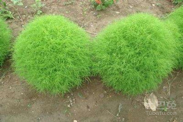 地肤草怎么种？种植方法有哪些？