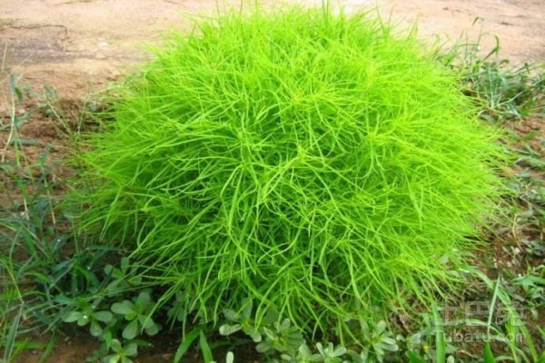 地肤草怎么种？种植方法有哪些？