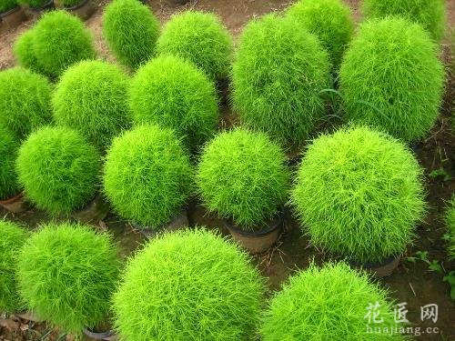 地肤的种植方法分享
