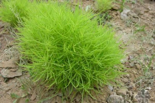 地肤草图片形态特征及其作用介绍