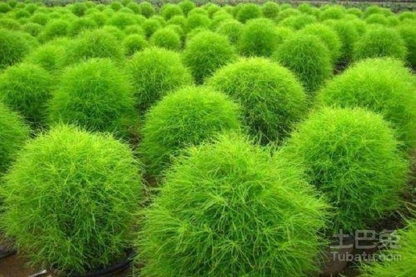 地肤草图片形态特征及其作用介绍
