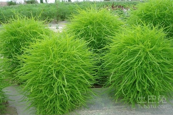 地肤草图片形态特征及其作用介绍