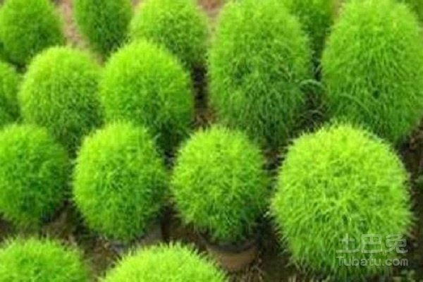 地肤草图片形态特征及其作用介绍