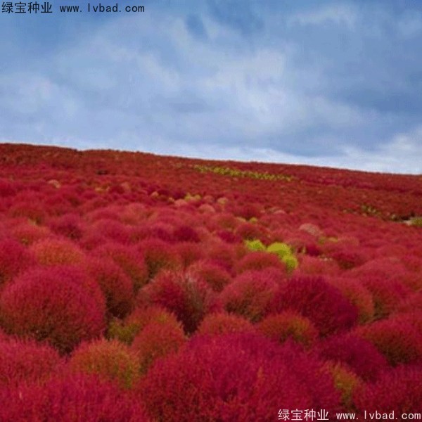 红叶地肤最佳观赏季节是几月