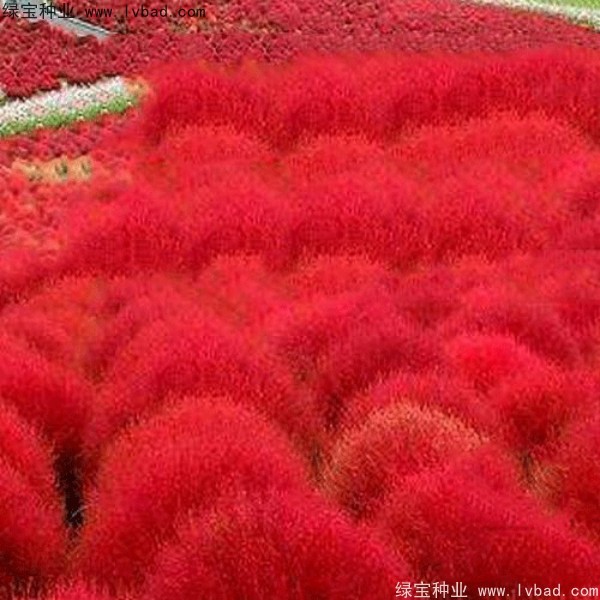 红叶地肤最佳观赏季节是几月