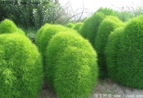 红叶地肤最佳观赏季节是几月