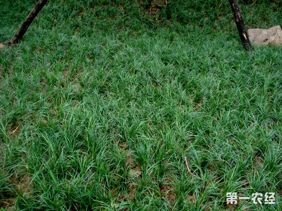 麦冬草常见病虫害有哪些？如何防治