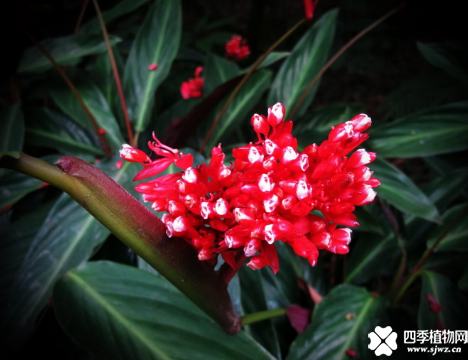 紫背竹芋会开花吗？