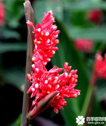 紫背竹芋会开花吗？