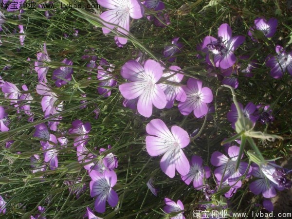 麦仙翁几天发芽，播种后多久开花