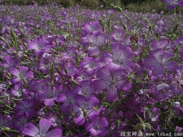 麦仙翁什么时候开花，麦仙翁开花时需要养护吗