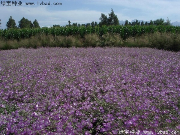 什么时间种植麦仙翁种子比较好？