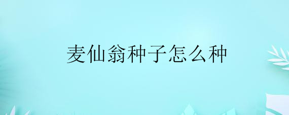 麦仙翁种子怎么种