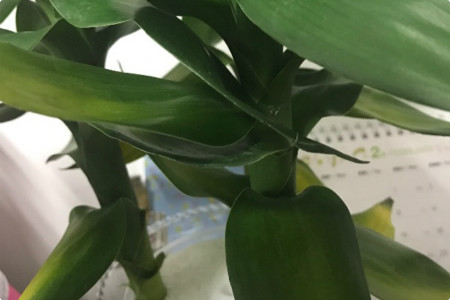 莲花竹水养方法，怎么施肥