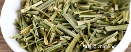 香草和香茅草一样吗？香草和香茅草的区别