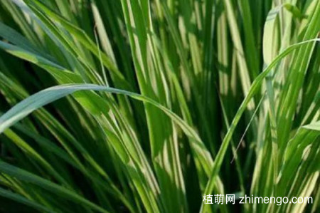 香草和香茅草一样吗？香草和香茅草的区别